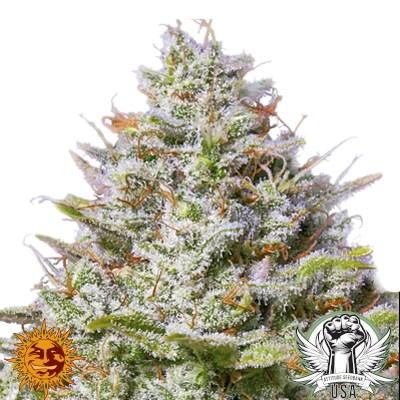 Barney's Farm Seeds Blue Gelato 41