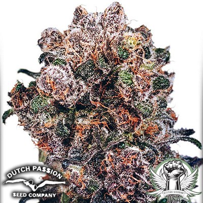 Dutch Passion Seeds Blueberry (1970's Original)