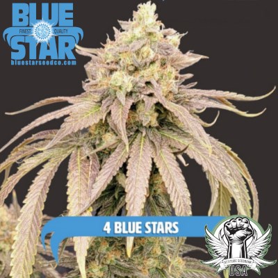 Blue Star Seed Co 4 Blue Stars