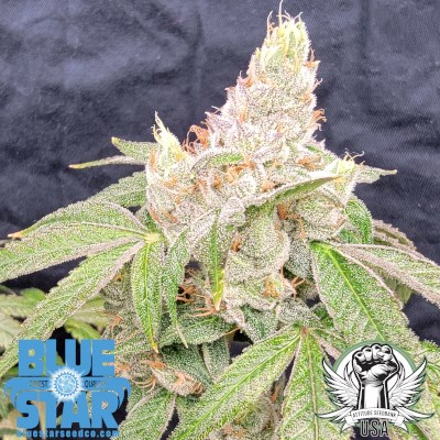 Blue Star Seed Co Blue Star OG