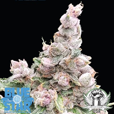 Blue Star Seed Co Blue Trop Cherry
