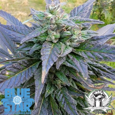 attitude usa bluestar blueberry lemon shake up 5_400x400.jpg