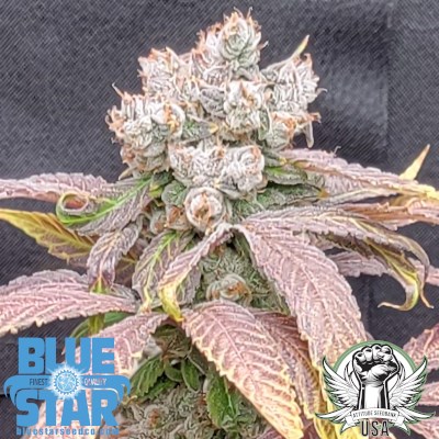attitude usa bluestar family blues v3 3_400x400.jpg