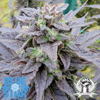 attitude usa bluestar family blues v3 4_400x400.jpg