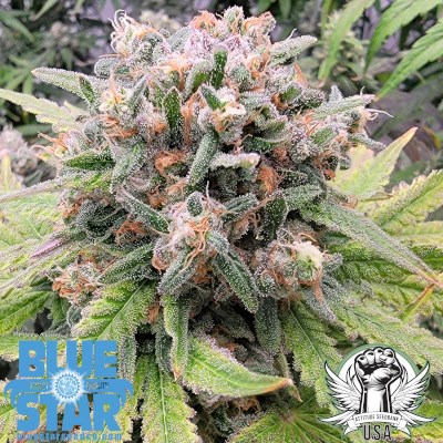 Blue Star Seed Co Mayberry