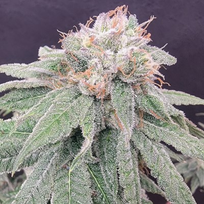 attitude usa bluestar mega death star 1_400x400.jpg