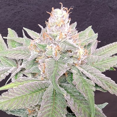 attitude usa bluestar mega death star 2_400x400.jpg