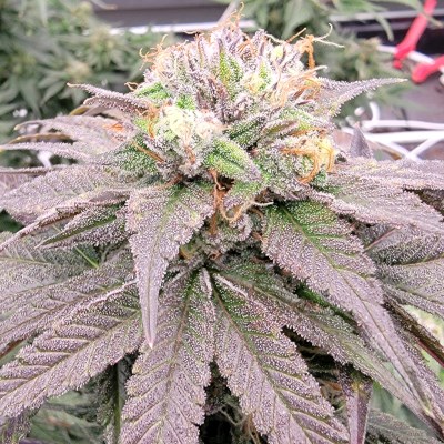 attitude usa bluestar mega death star 3_400x400.jpg