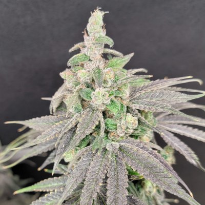 attitude usa bluestar mega death star 4_400x400.jpg