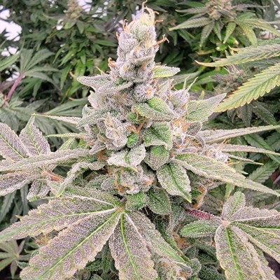 attitude usa bluestar mega death star 5_400x400.jpg
