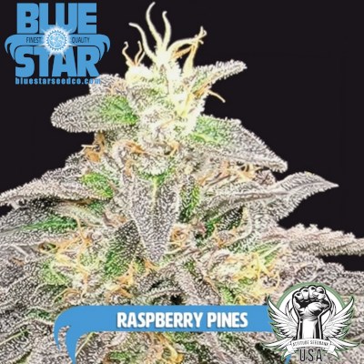 Blue Star Seed Co Raspberry Pines