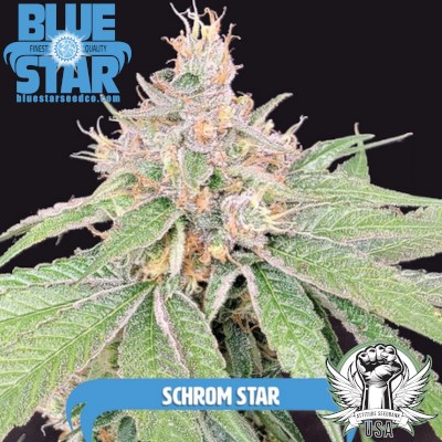 Blue Star Seed Co Schrom Star