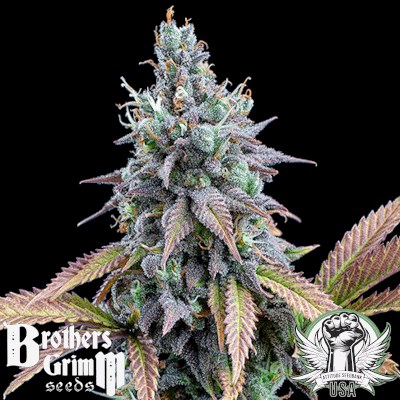 Brothers Grimm Seeds Cinderella 99 XX