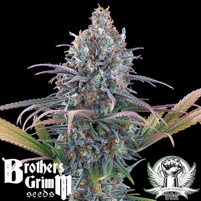 Brothers Grimm Seeds Cinderella Purple