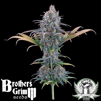attitude usa brothers grimm cinderella purple 2_400x400.jpg