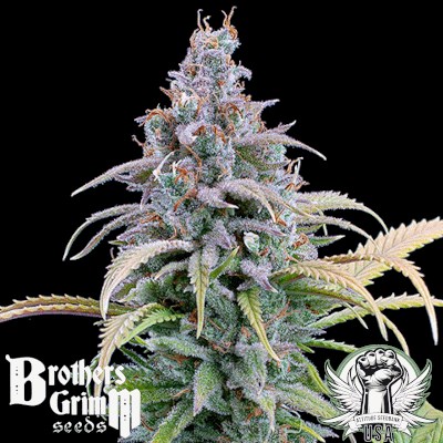 Brothers Grimm Seeds Durban Nights XX