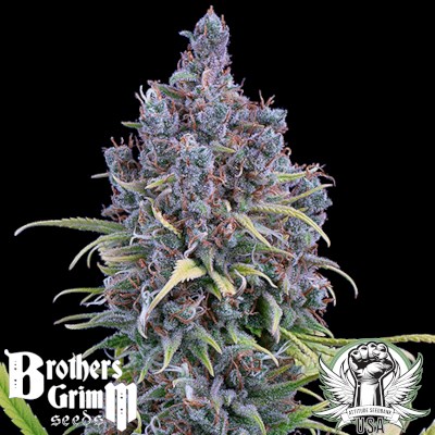 Brothers Grimm Seeds Durban Thai x C99 XX