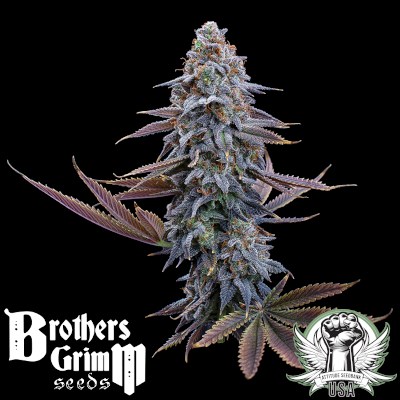 Brothers Grimm Seeds G13 Genius
