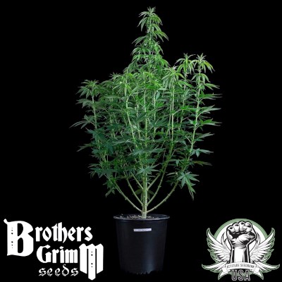 attitude usa brothers grimm g13 genius 2_400x400.jpg