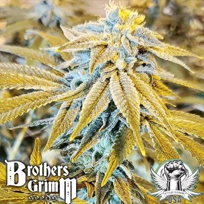 Brothers Grimm Seeds Grimm Glue