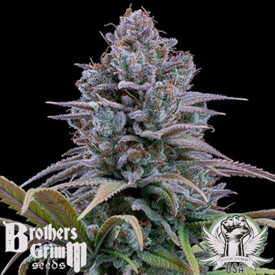 Brothers Grimm Seeds Grimm Glue XX