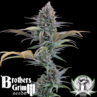 Brothers Grimm Seeds Headband 99 XX