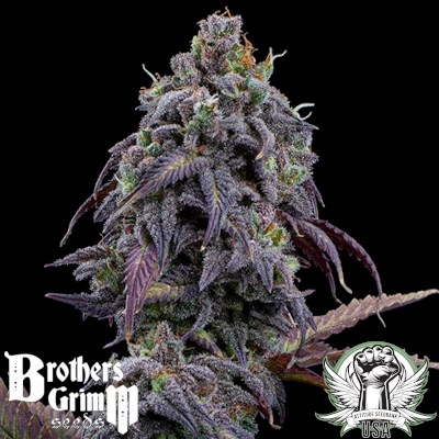 Brothers Grimm Seeds Princess Haze XX