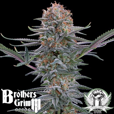 Brothers Grimm Seeds Puck Yes
