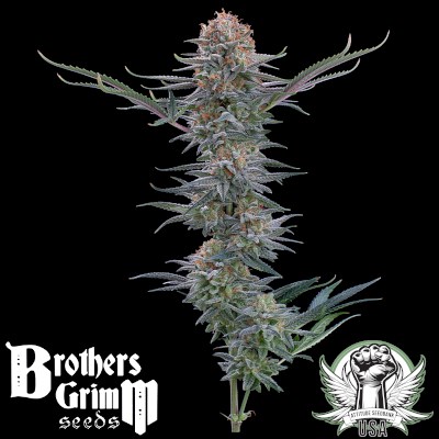 attitude usa brothers grimm puck yes 2_400x400.jpg