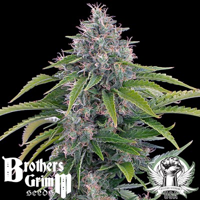 Brothers Grimm Seeds Rosetta Stoned