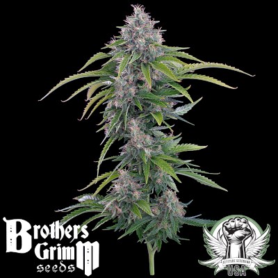 attitude usa brothers grimm rosetta stoned 2_400x400.jpg