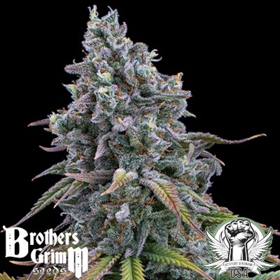 Brothers Grimm Seeds Space Queen XX