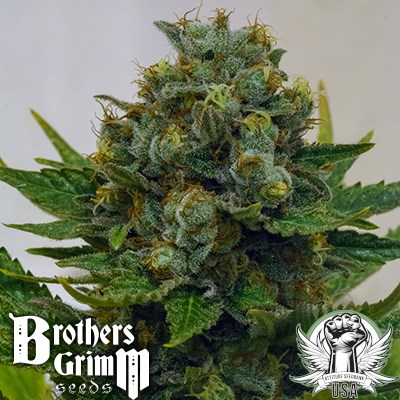 Brothers Grimm Seeds Cinderella 99 XX
