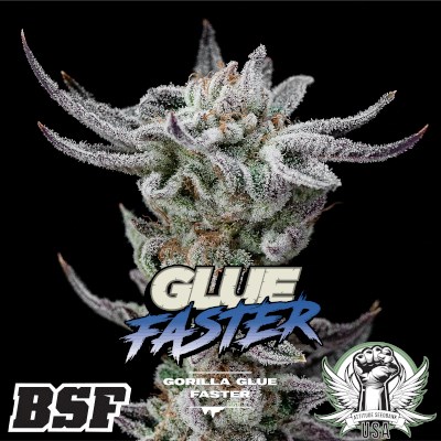 BSF Seeds Gorilla Kingdom Faster