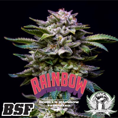 BSF Seeds Gorilla Kingdom Rainbow
