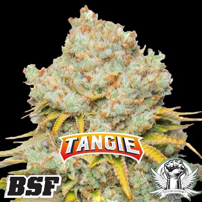 BSF Seeds Tangie