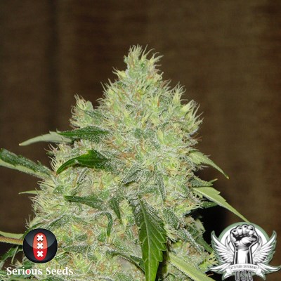 Serious Seeds Bubble Gum