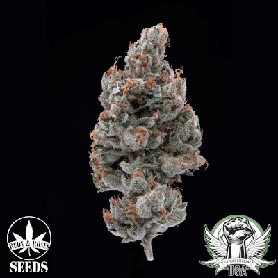 attitude usa buds and roses chili verdexlegend og 2_400x400.jpg