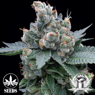 Buds and Roses Seeds Legend OG x Chili Verde