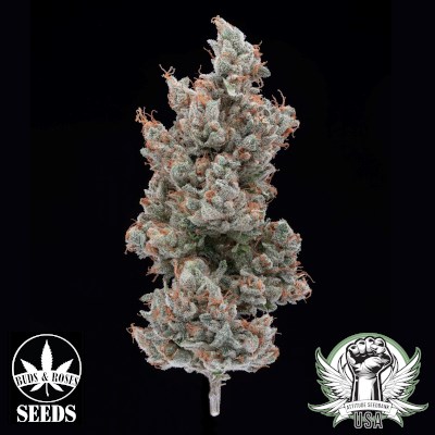 attitude usa buds and roses gg4xlegend og 2_400x400.jpg