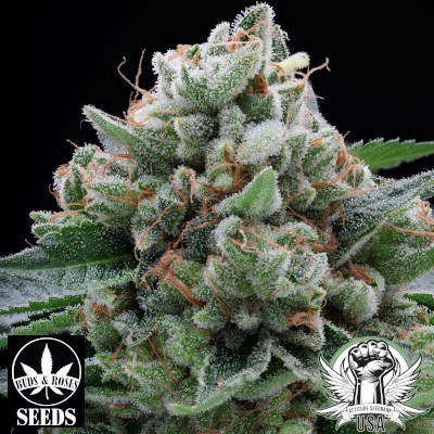 Buds and Roses Seeds Legend OG x Juicy Gushers