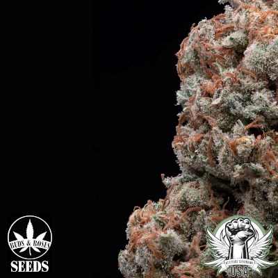 attitude usa buds and roses super lemon haze legend og 2_400x400.jpg