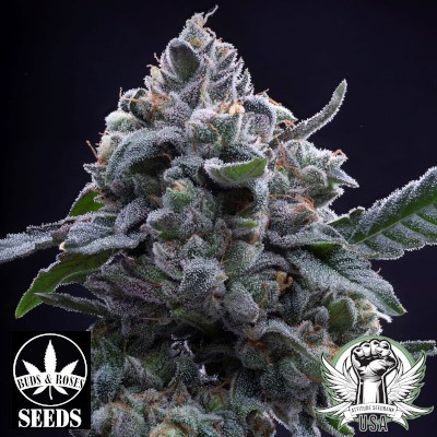 Buds and Roses Seeds AJ Sour Diesel x Gelato 33