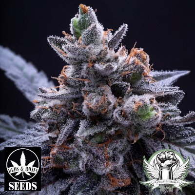 Buds and Roses Seeds Bubba Diagonal x Gelato 33