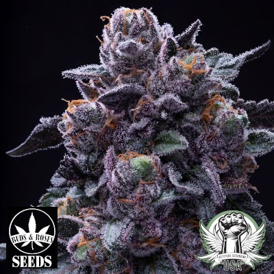 Buds and Roses Seeds Dosidos x Gelato 33