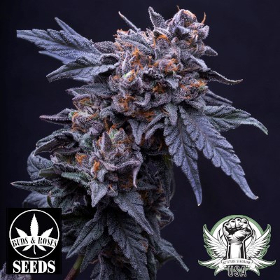 Buds and Roses Seeds Gushers x Gelato 33