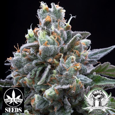 Buds and Roses Seeds Mother Pucker x Gelato 33