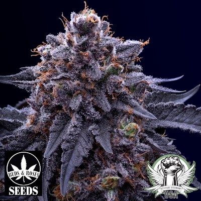 Buds and Roses Seeds Purple Pineapple Express x Gelato 33