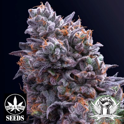 Buds and Roses Seeds Slurricane x Gelato 33