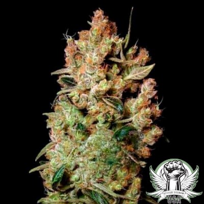 Agent Orange Seeds